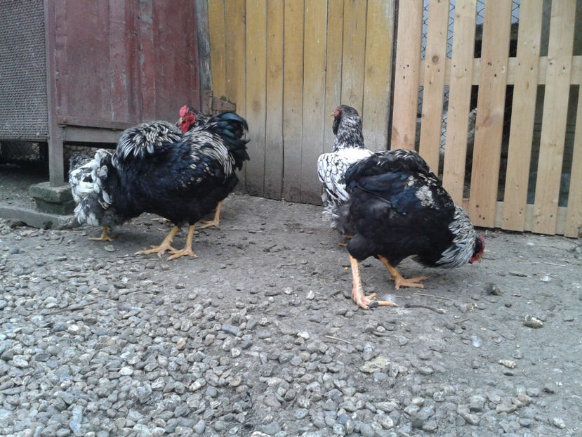  - 3 - Pui tarați SERIA III 2023 studiu defecte -