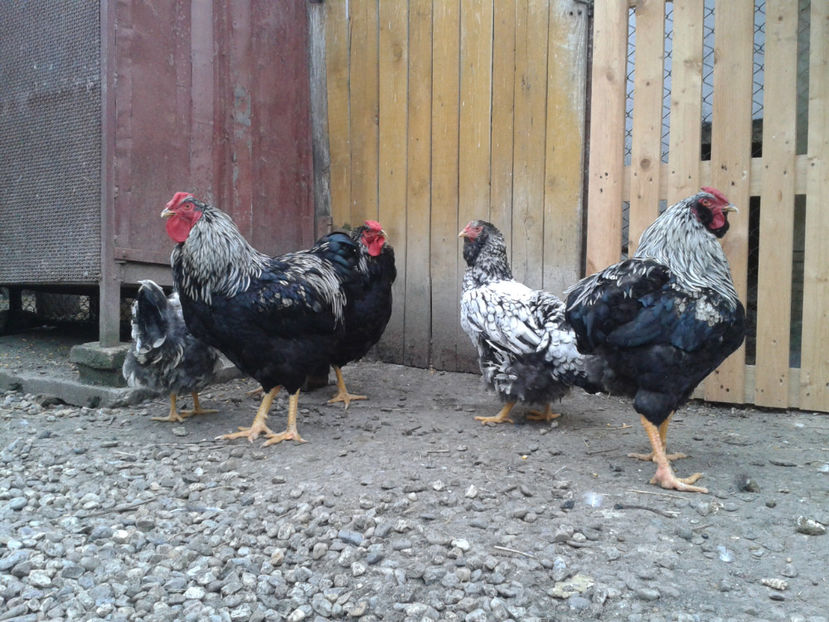  - 3 - Pui tarați SERIA III 2023 studiu defecte -