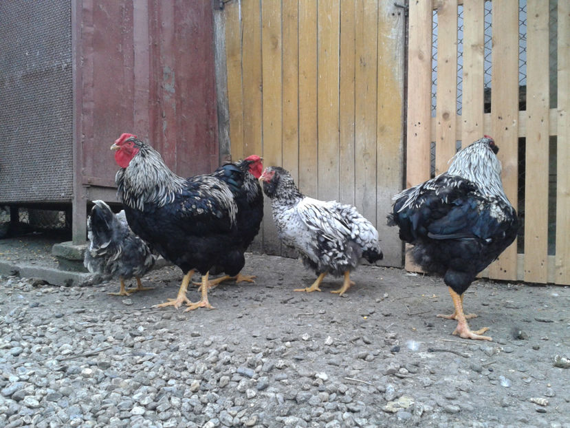  - 3 - Pui tarați SERIA III 2023 studiu defecte -