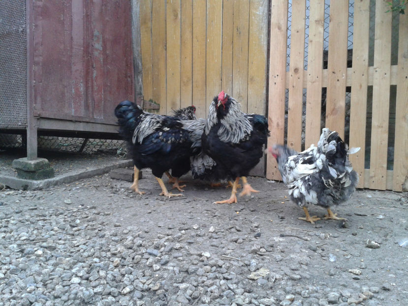  - 3 - Pui tarați SERIA III 2023 studiu defecte -