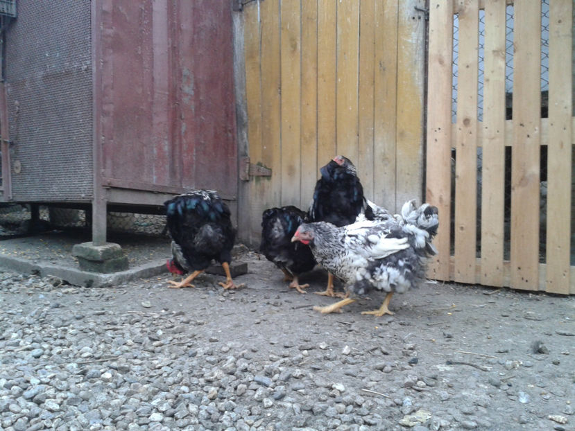  - 3 - Pui tarați SERIA III 2023 studiu defecte -