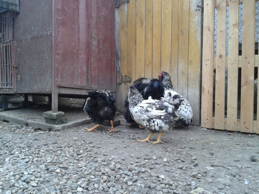  - 3 - Pui tarați SERIA III 2023 studiu defecte -