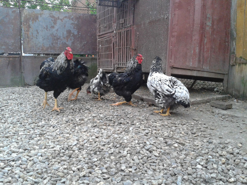  - 3 - Pui tarați SERIA III 2023 studiu defecte -