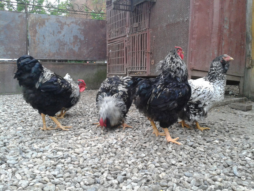  - 3 - Pui tarați SERIA III 2023 studiu defecte -