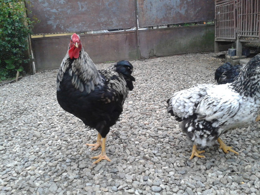  - 3 - Pui tarați SERIA III 2023 studiu defecte -