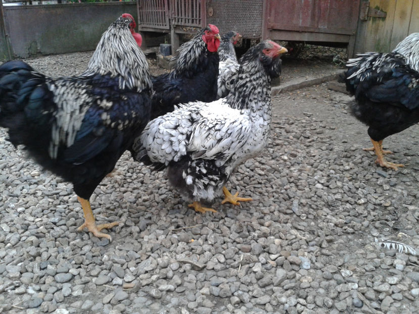  - 3 - Pui tarați SERIA III 2023 studiu defecte -