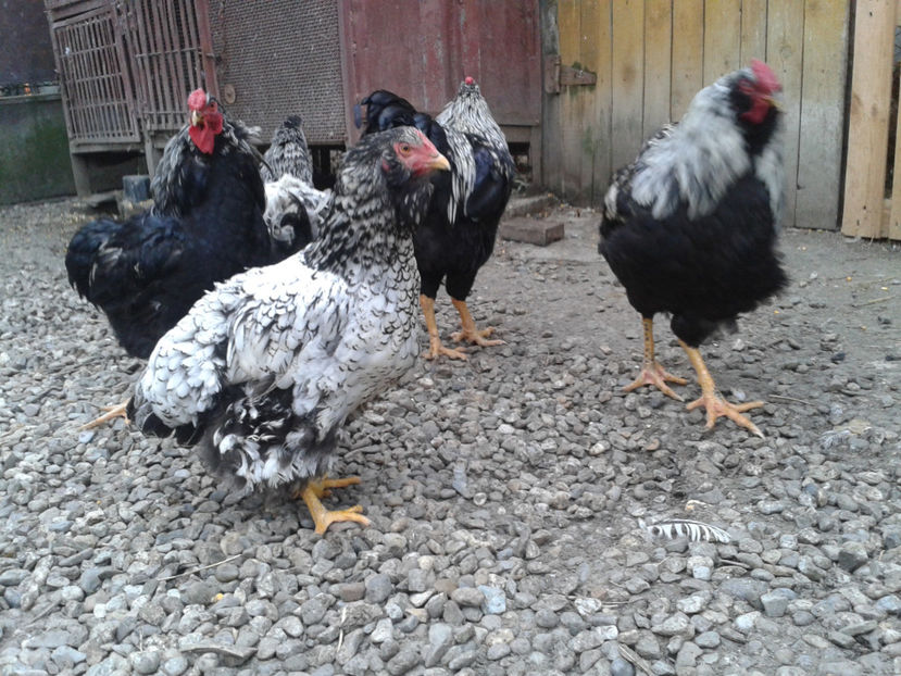  - 3 - Pui tarați SERIA III 2023 studiu defecte -