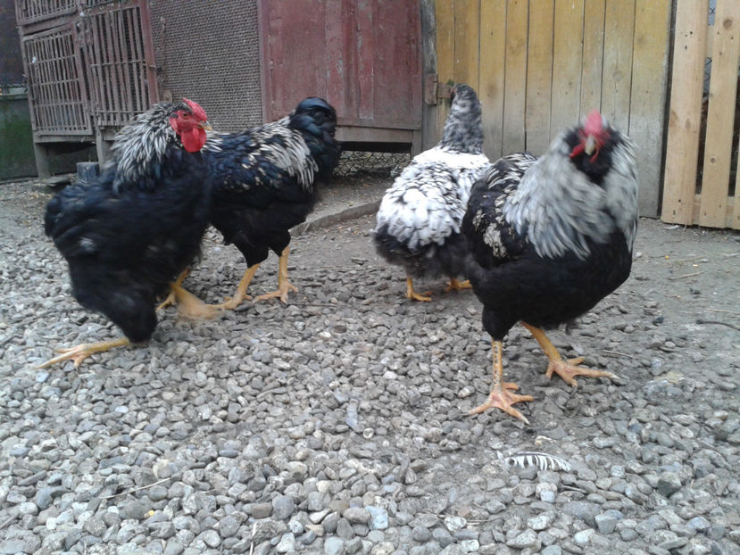  - 3 - Pui tarați SERIA III 2023 studiu defecte -