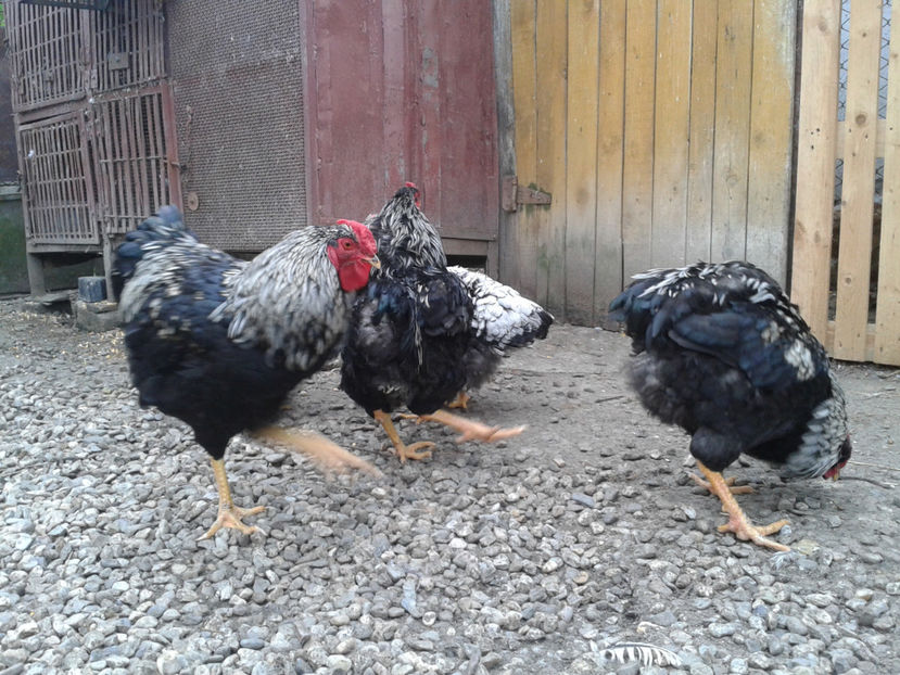  - 3 - Pui tarați SERIA III 2023 studiu defecte -