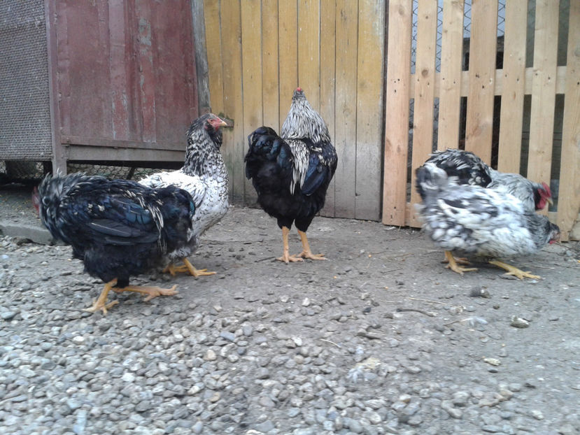  - 3 - Pui tarați SERIA III 2023 studiu defecte -