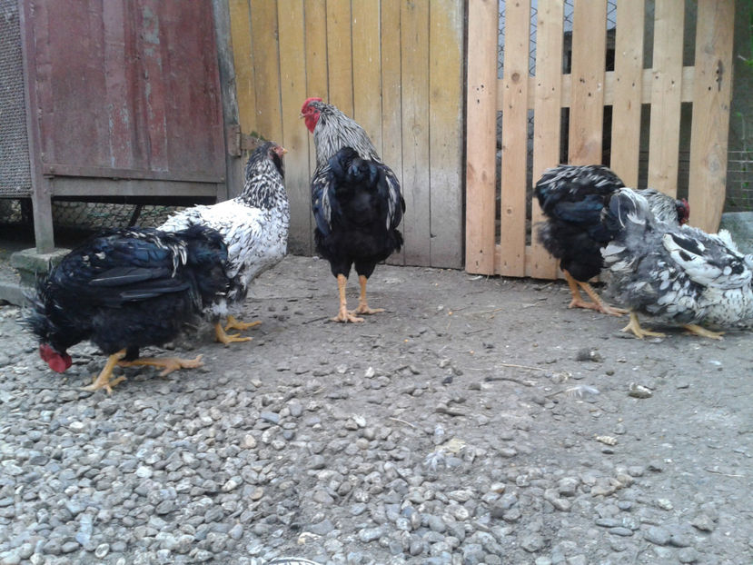  - 3 - Pui tarați SERIA III 2023 studiu defecte -