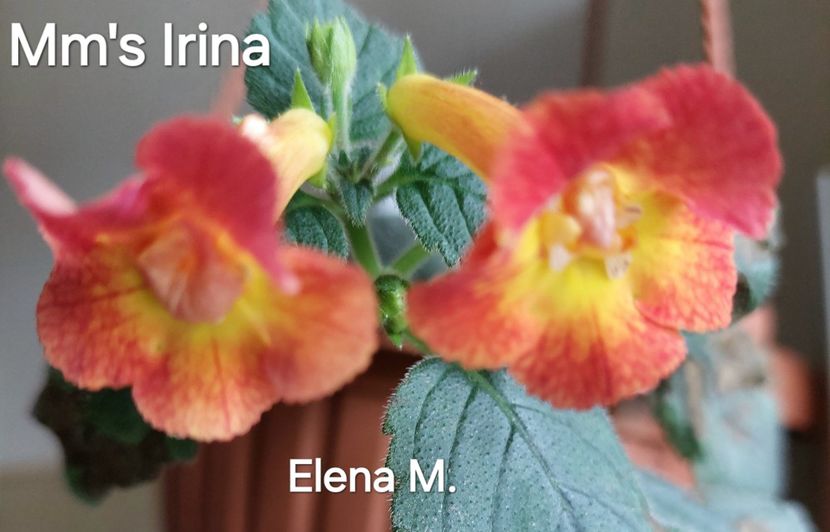 20241103_123709(1) - 2024- Achimenes