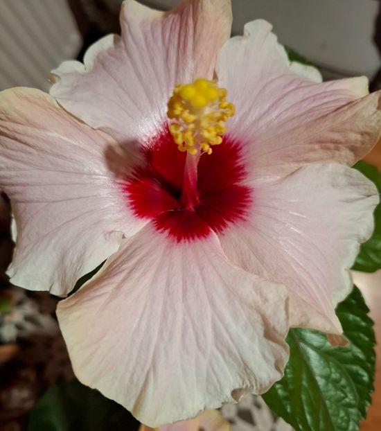  - hibiscusi