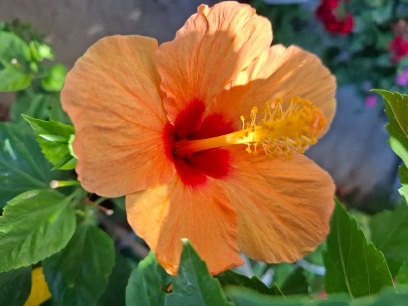  - hibiscusi