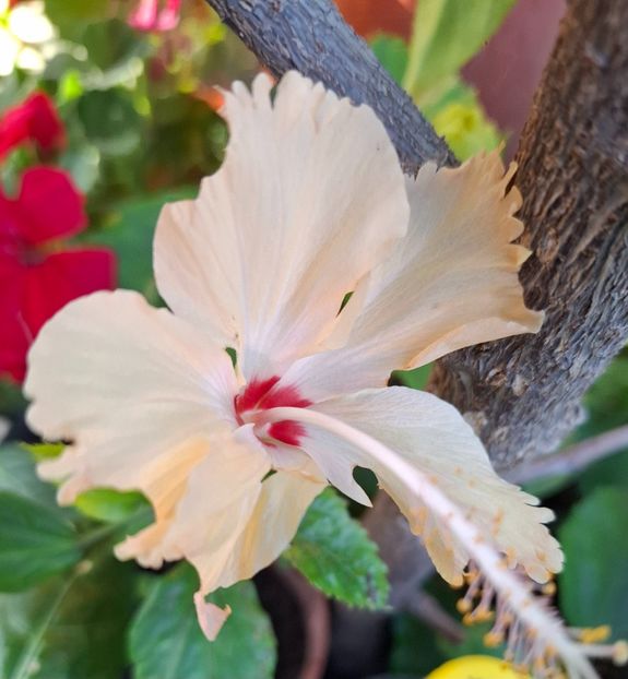  - hibiscusi