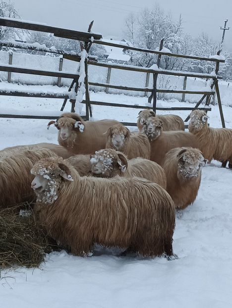 IMG20241113072459 - Turcana alba