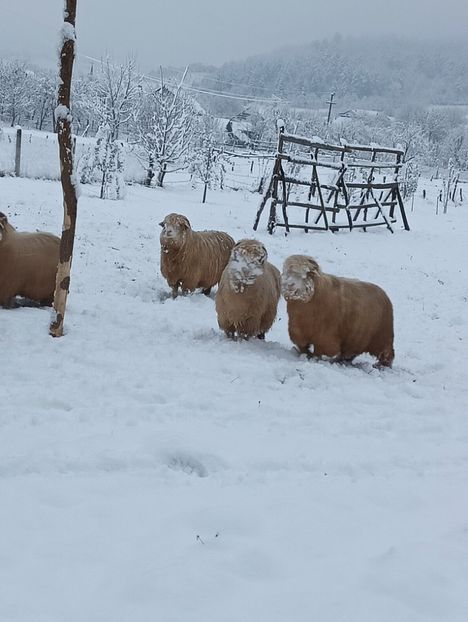 IMG20241113072456 - Turcana alba