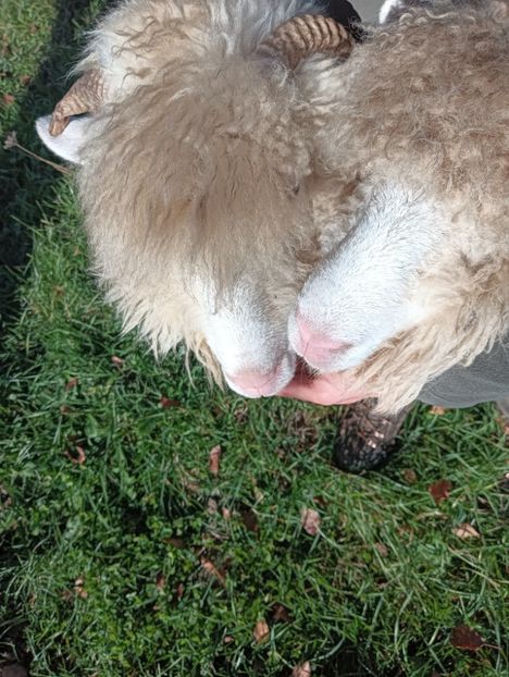 IMG20241108124616 - Turcana alba