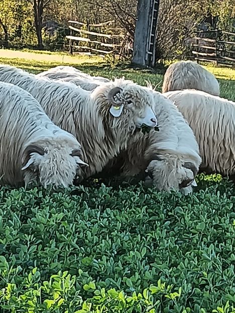 IMG20241019170213 - Turcana alba