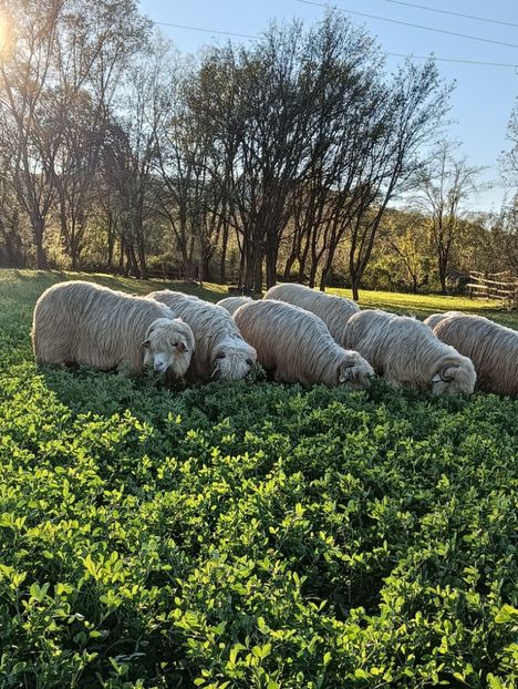 IMG20241019170147 - Turcana alba