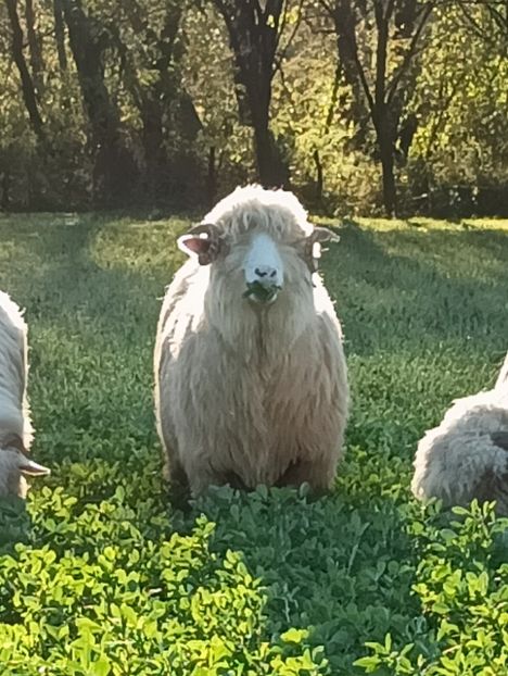 IMG20241019170040 - Turcana alba