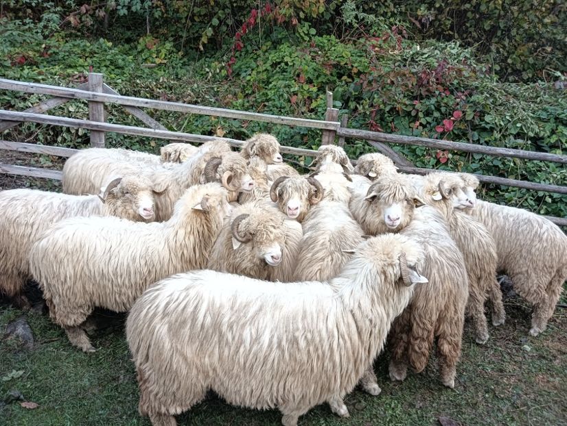 IMG20241014142850 - Turcana alba