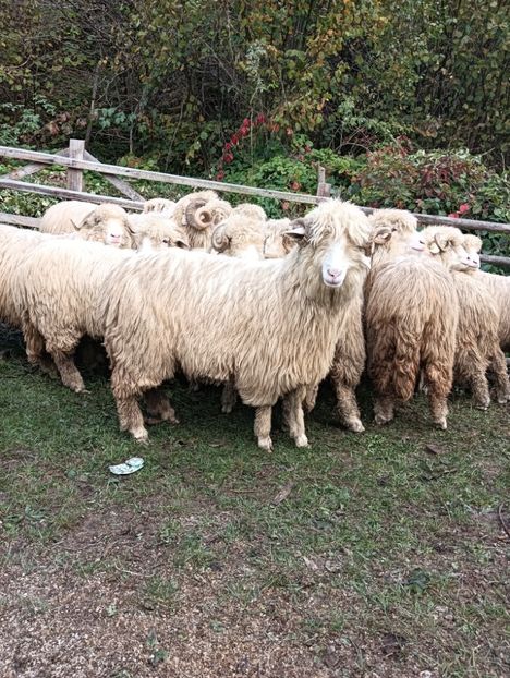 IMG20241014142845 - Turcana alba