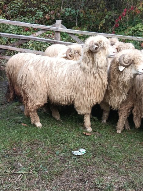 IMG20241014142838 - Turcana alba