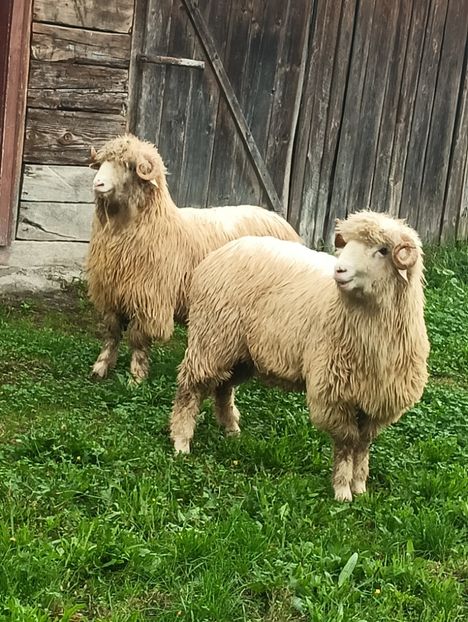 IMG20241011111712 - Turcana alba