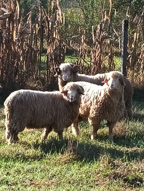 IMG20240928092347 - Turcana alba