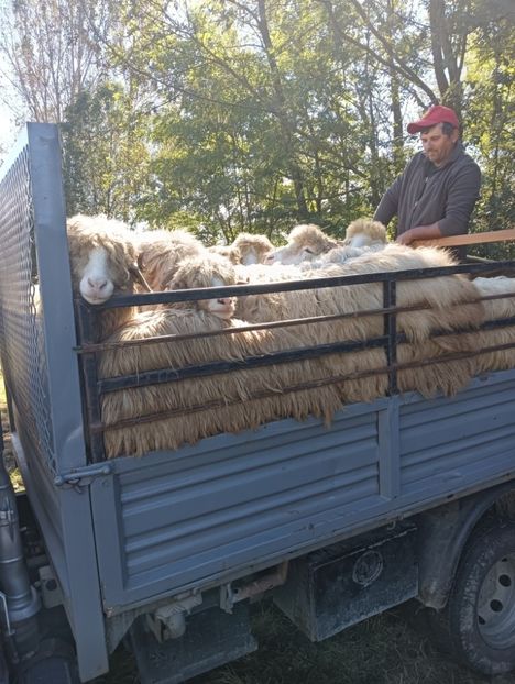 IMG20240915120553 - Turcana alba