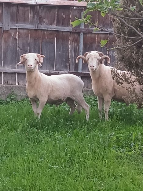 IMG20240511201312 - Turcana alba