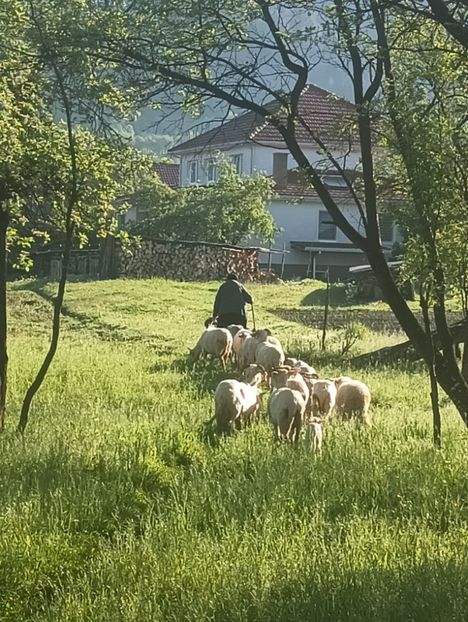 IMG20240429082710 - Turcana alba