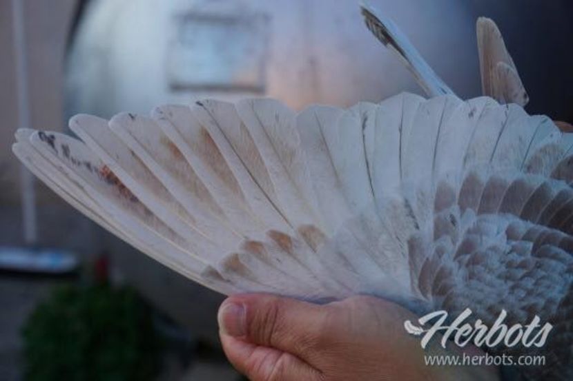  - QUATTRO BARCA - Gebr Herbots 4 x 1 nat BARCELONA