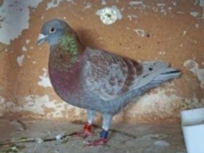  - QUATTRO BARCA - Gebr Herbots 4 x 1 nat BARCELONA