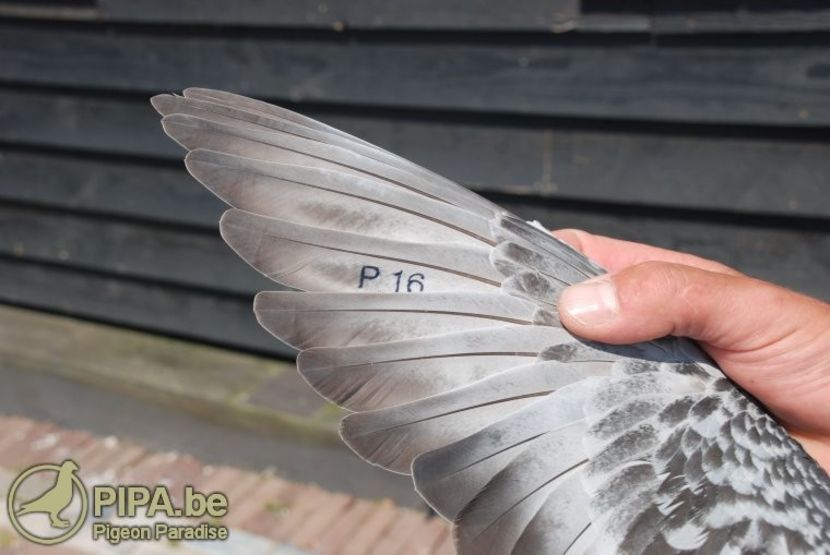 vollebregt_trio_vleugel_1e_nationaal_nederland_barcelona_2013 - QUATTRO BARCA - Gebr Herbots 4 x 1 nat BARCELONA