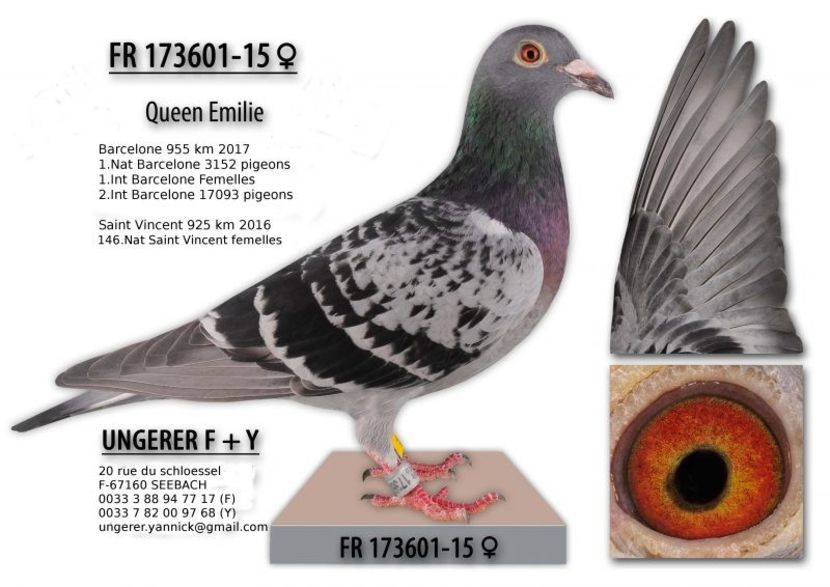 001_queen_emilie-800x566 - QUATTRO BARCA - Gebr Herbots 4 x 1 nat BARCELONA