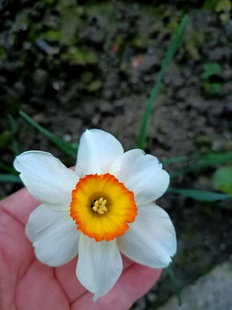 Img.2024.03.26 - 1 Achiziție nouă