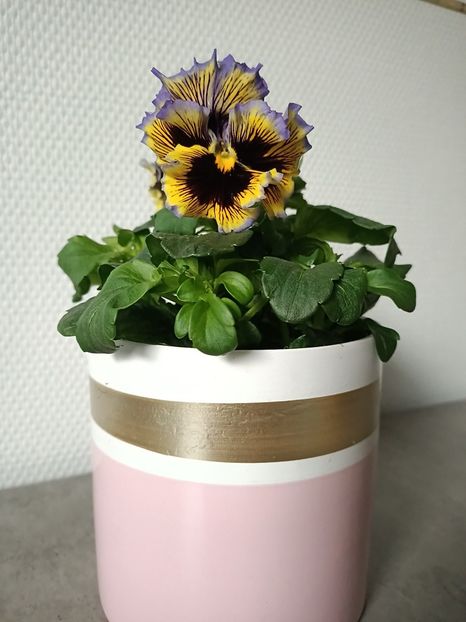 Img.2024.03.21 - 1 Achiziție nouă