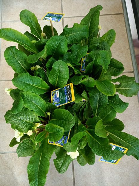 Img.2024.03.21 - 1 Achiziție nouă