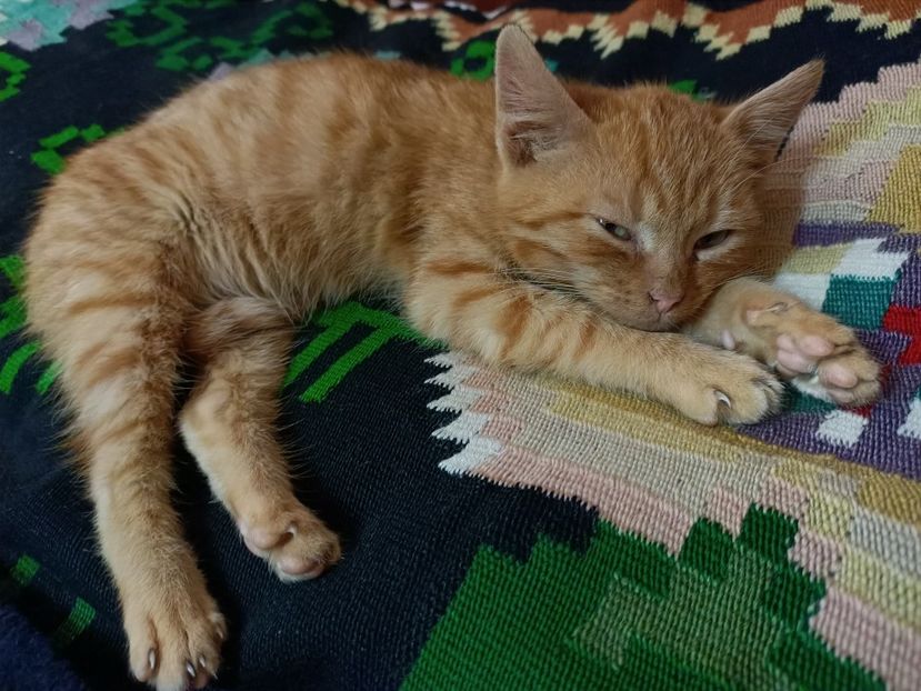 Img.2023.12.24 - I-Animalute