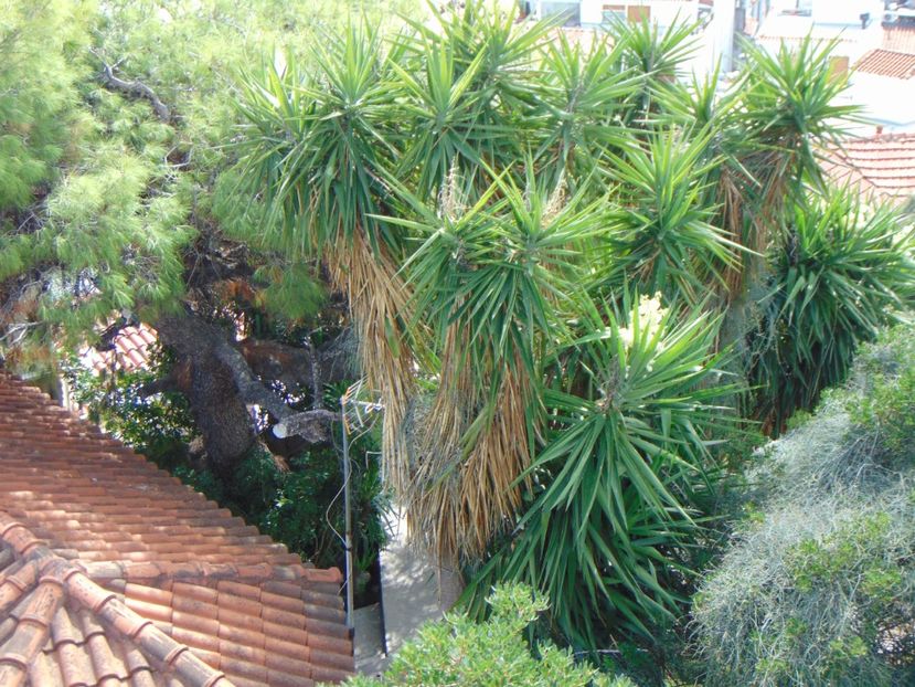  - INSULA SKIATHOS