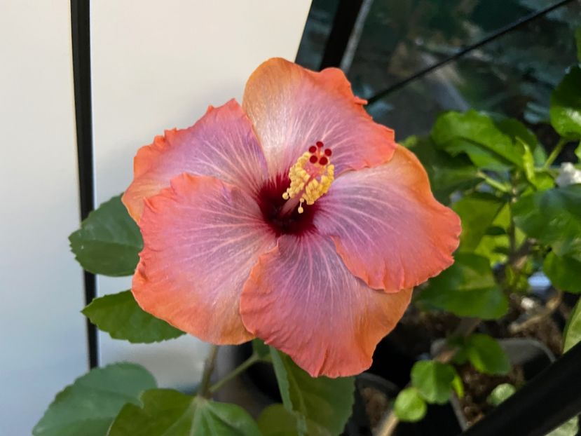  - 001 - Hibiscusi 2024 - 2