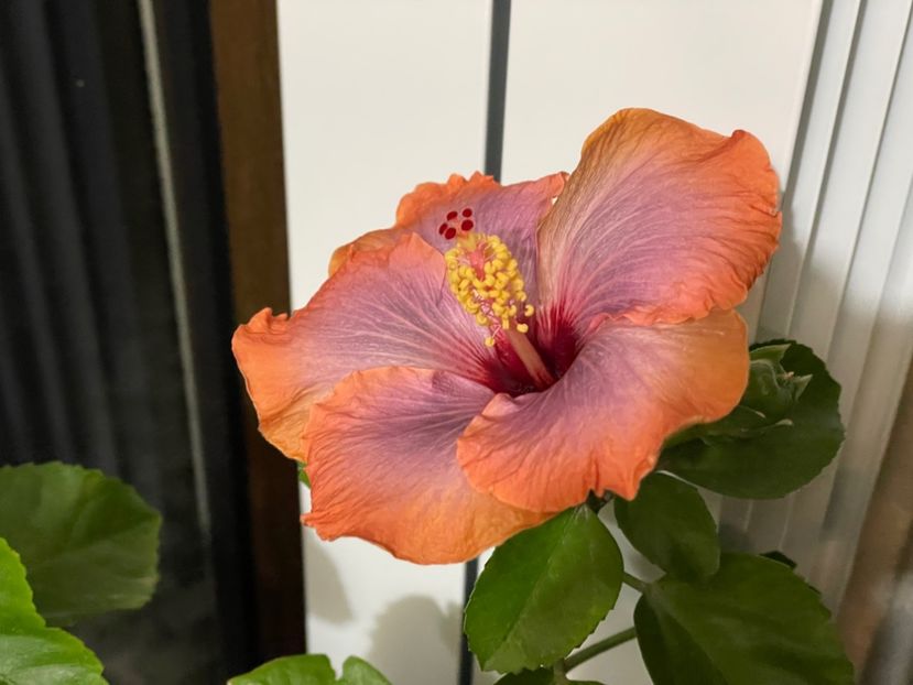  - 001 - Hibiscusi 2024 - 2