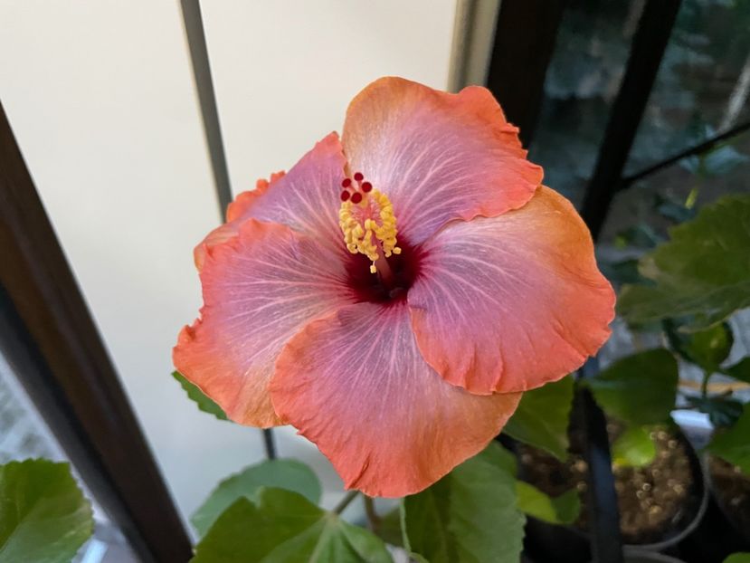  - 001 - Hibiscusi 2024 - 2