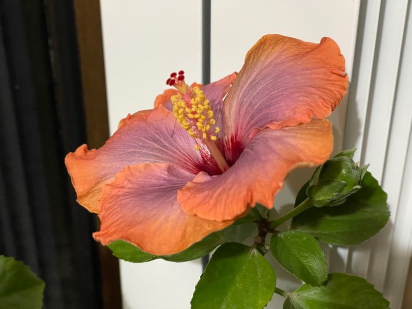  - 001 - Hibiscusi 2024 - 2