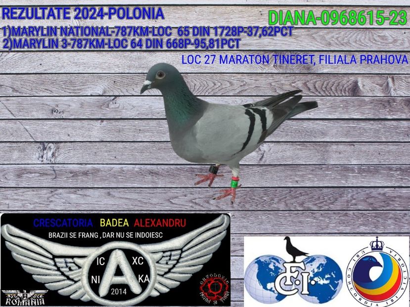 DIANA-0968615-23 (1) - 2024-PORUMBEI REPREZENTATIVI COLUMBA
