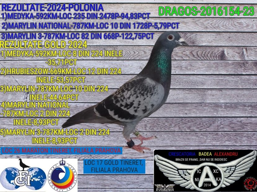 DRAGOS-2016154-23 (1) - 2024-PORUMBEI REPREZENTATIVI COLUMBA
