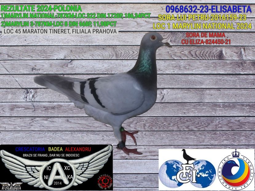 ELISABETA-0968632-23 (1) - 2024-PORUMBEI REPREZENTATIVI COLUMBA