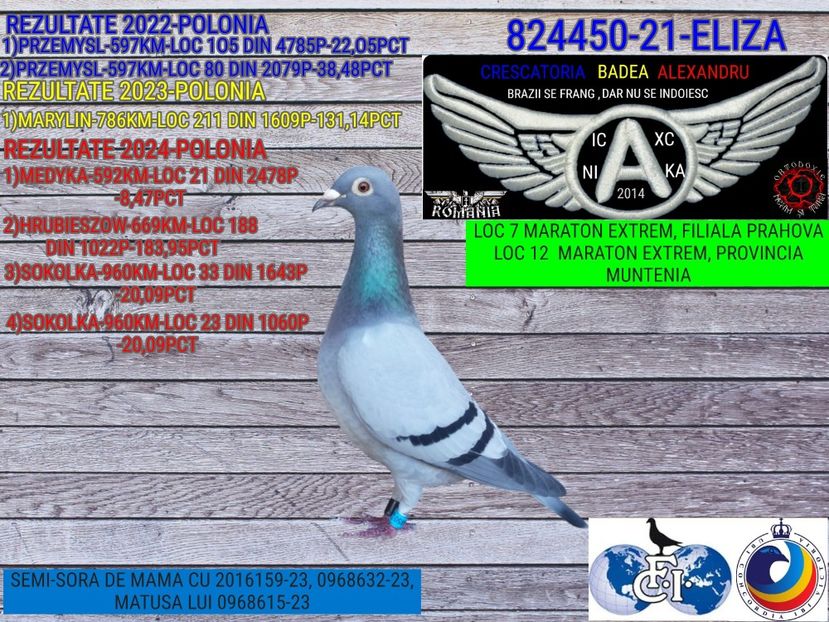 ELIZA-824450-21 (1) - 2024-PORUMBEI REPREZENTATIVI COLUMBA